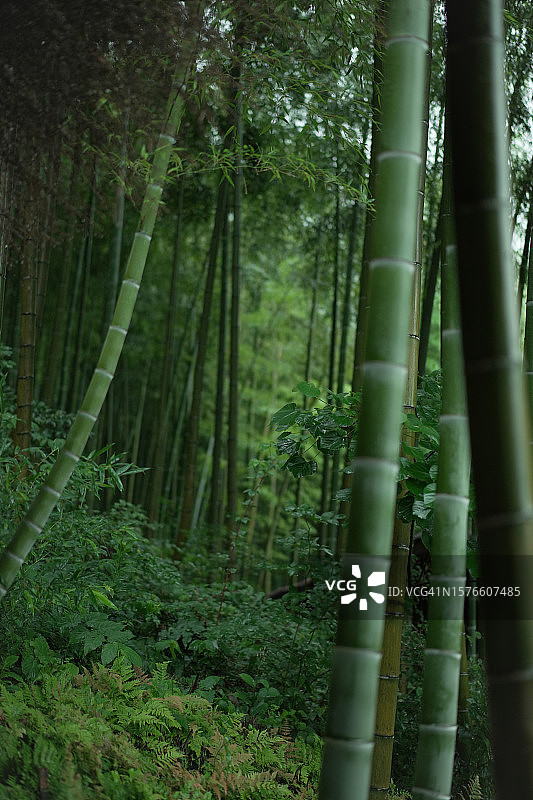 森林中的竹林景观图片素材