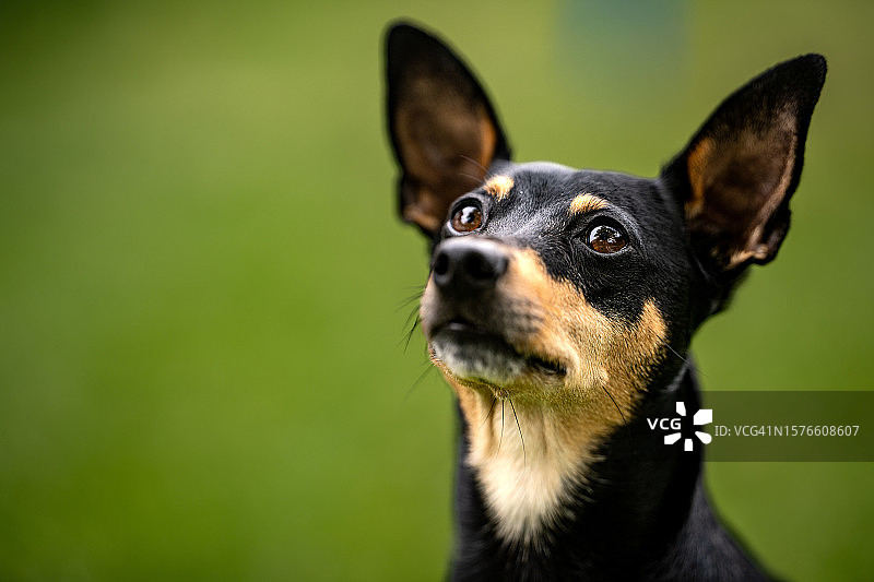 德国小鹿犬的特写图片素材