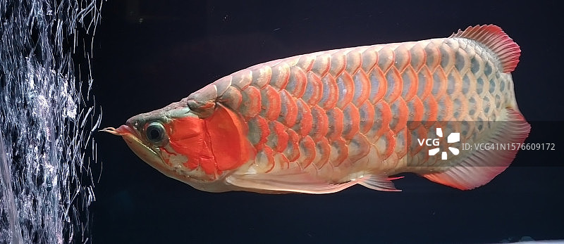 水中游动的鱼特写图片素材