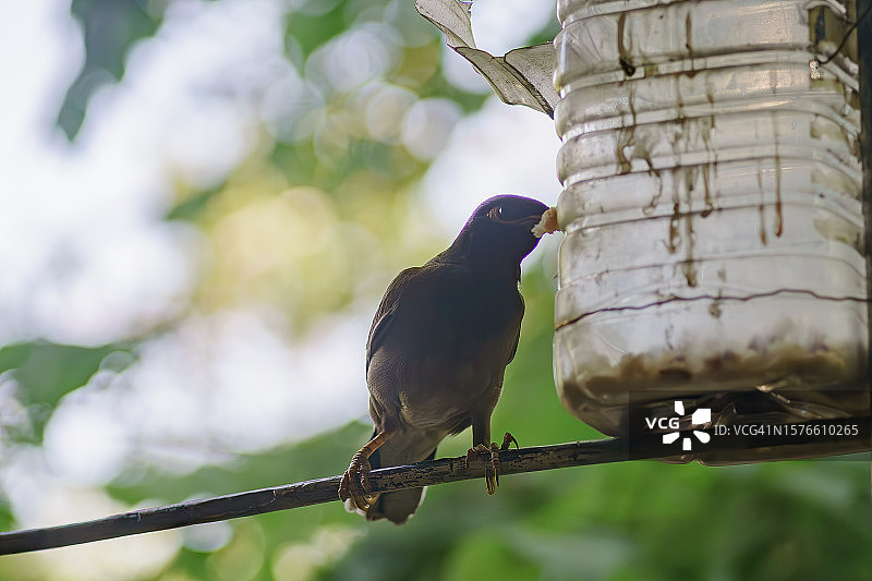 鸣禽栖息在树枝上的特写图片素材