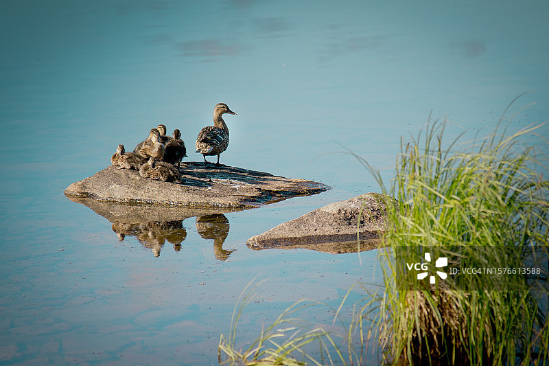 栖息在岩石上的水鸭高角度视图图片素材