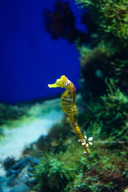新加坡海马游泳特写图片素材