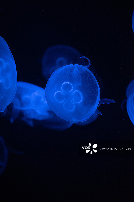 海中游泳的水母特写，新加坡图片素材