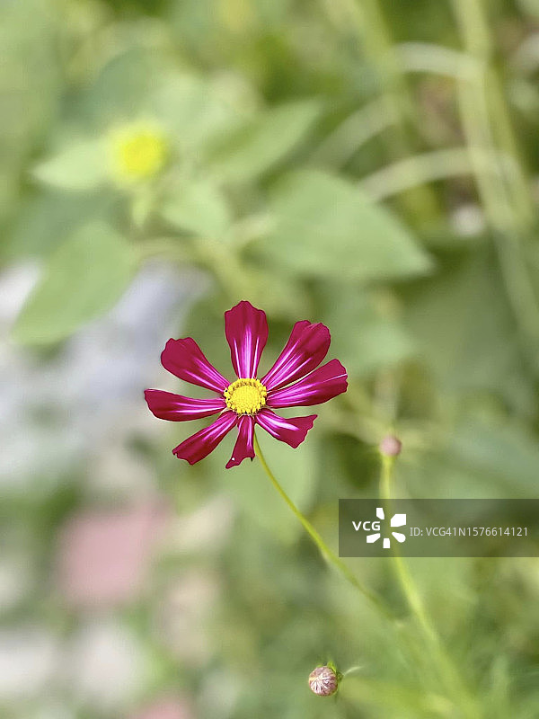 粉色花朵特写（美国密苏里州乔普林）图片素材
