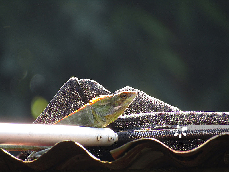 金属上蛇怪的特写镜头图片素材