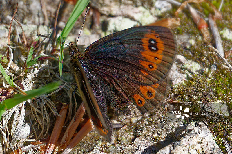 蝴蝶在树叶上的特写图片素材
