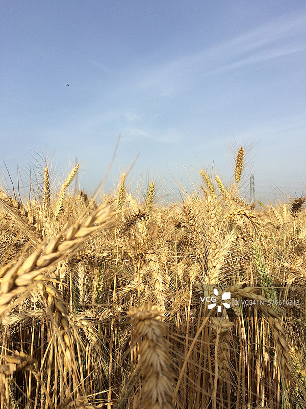 印度麦田特写图片素材