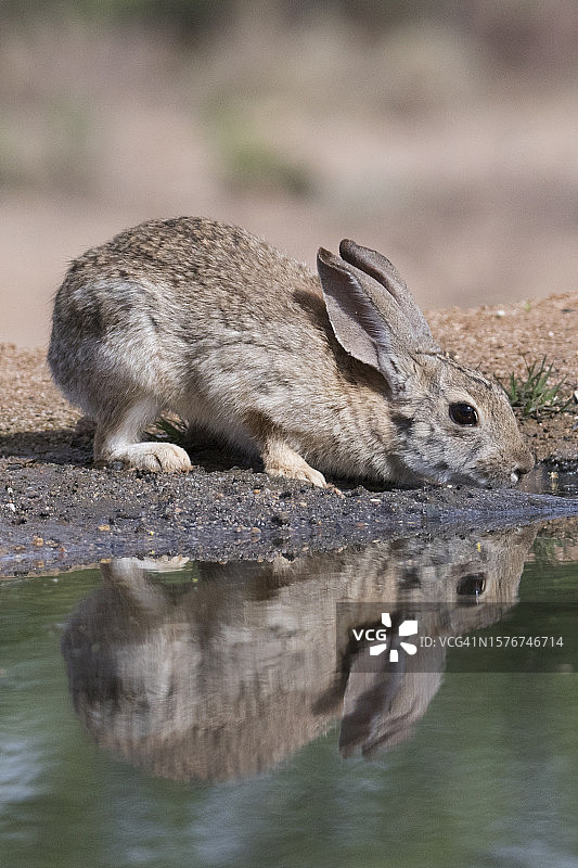 沙漠棉尾兔在水坑边饮水（含倒影）图片素材