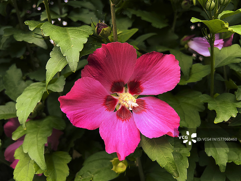 木槿花特写图片素材