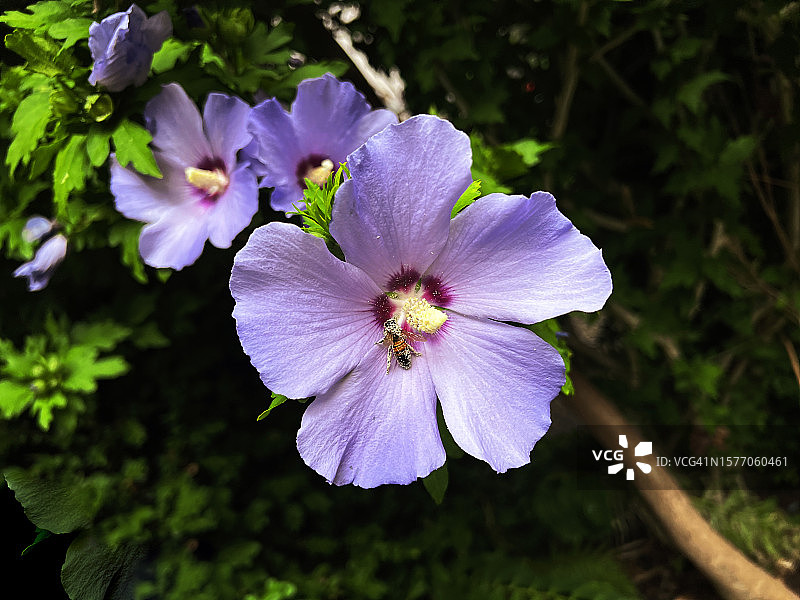 木槿花和蜜蜂的特写图片素材