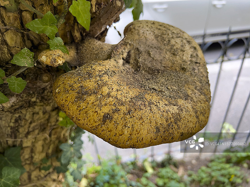树干上棕色蘑菇的特写图片素材