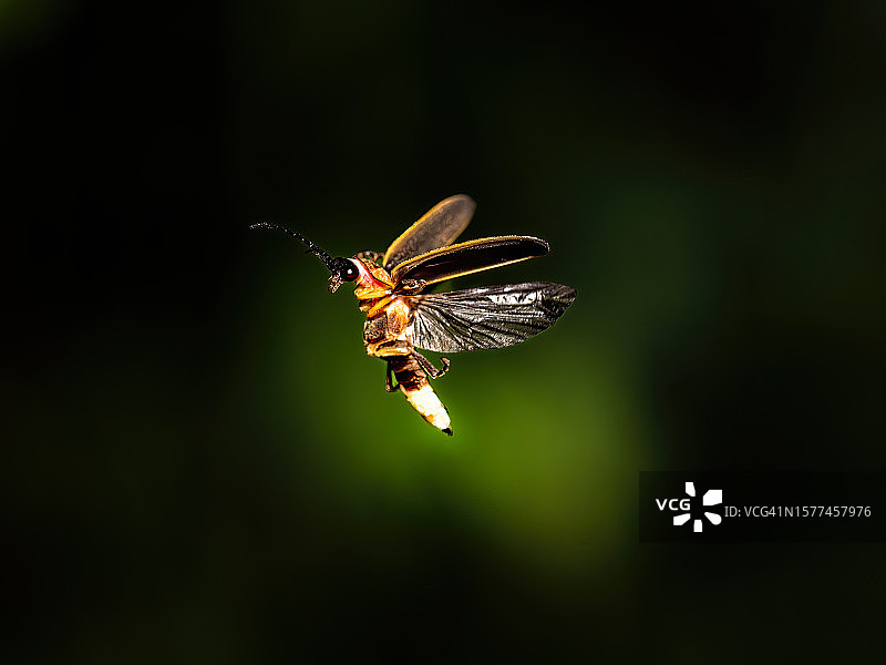 发光的萤火虫图片素材
