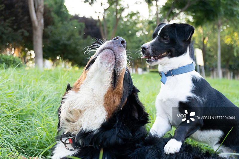 伯纳姆山地犬和边境牧羊犬在户外玩耍图片素材