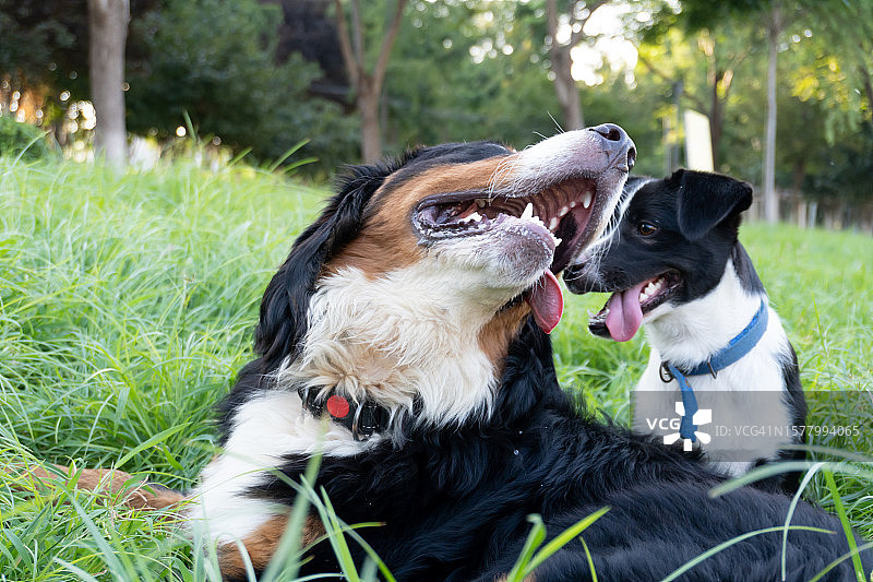 伯纳姆山地犬和边境牧羊犬在户外玩耍图片素材