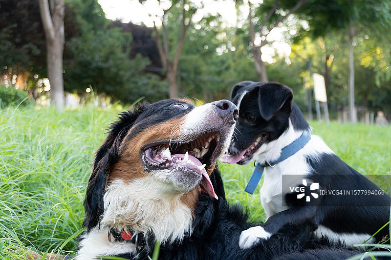 伯纳姆山地犬和边境牧羊犬在户外玩耍图片素材