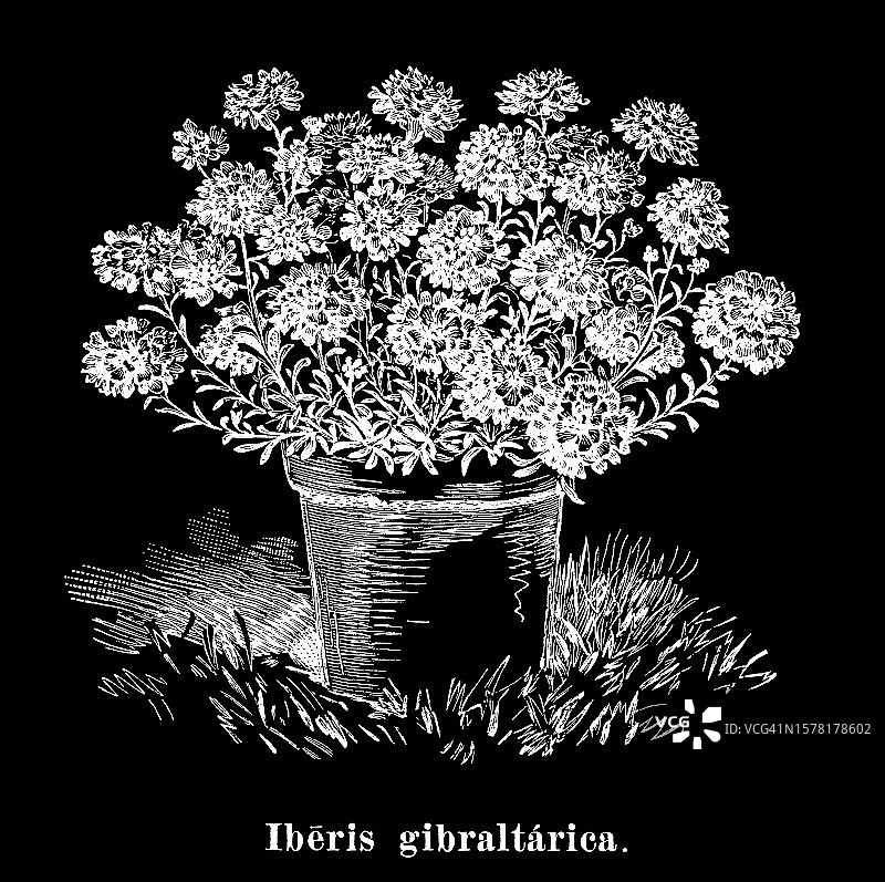 植物学：直布罗陀香雪球复古雕刻插图图片素材