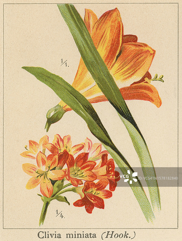 老式彩色石印植物插图：朱顶红图片素材