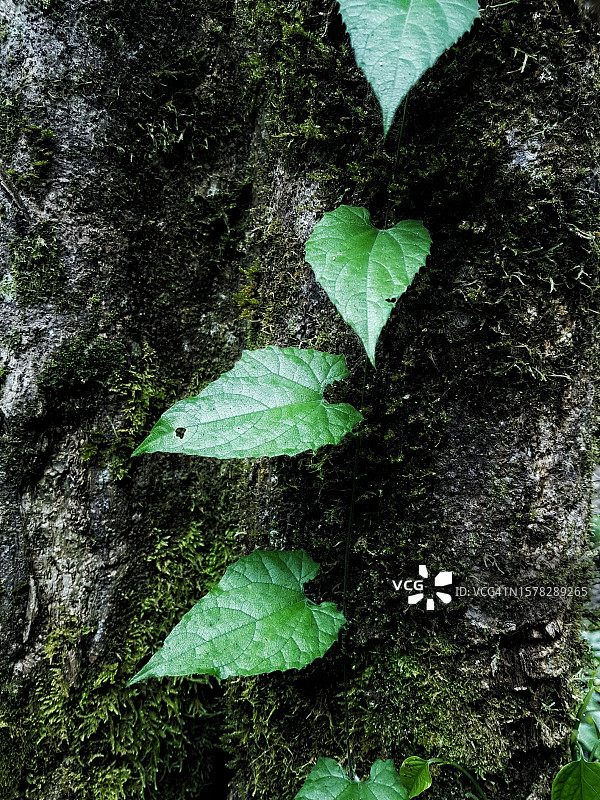 树干上的藤蔓图片素材