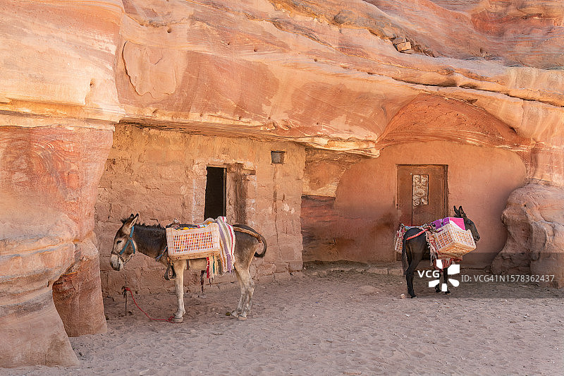 约旦佩特拉的驴图片素材