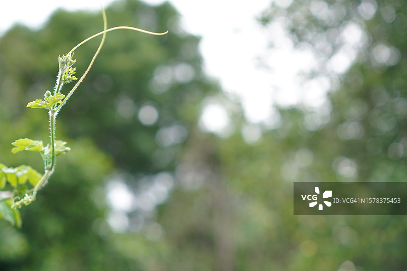 苦瓜嫩芽图片素材