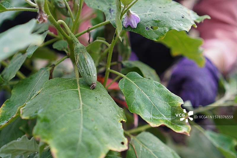 Solanum torvum，豌豆茄图片素材