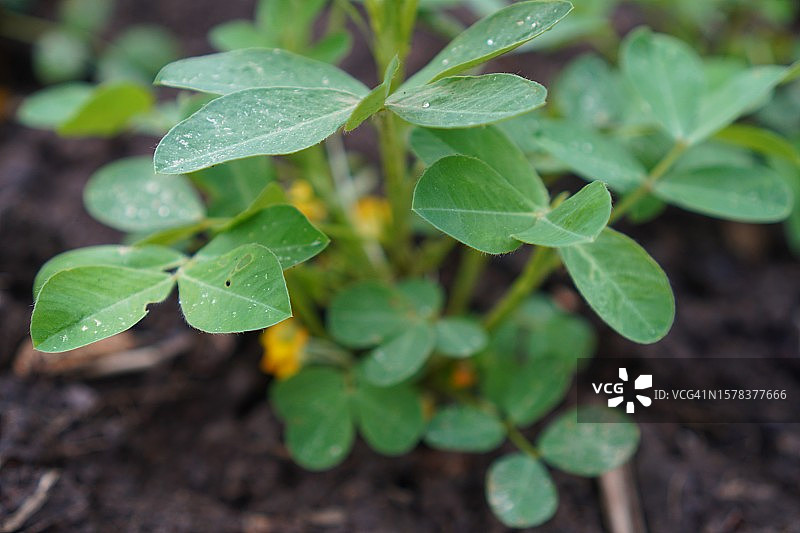 黄色花朵和花生图片素材
