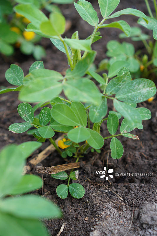 黄色花朵和花生图片素材