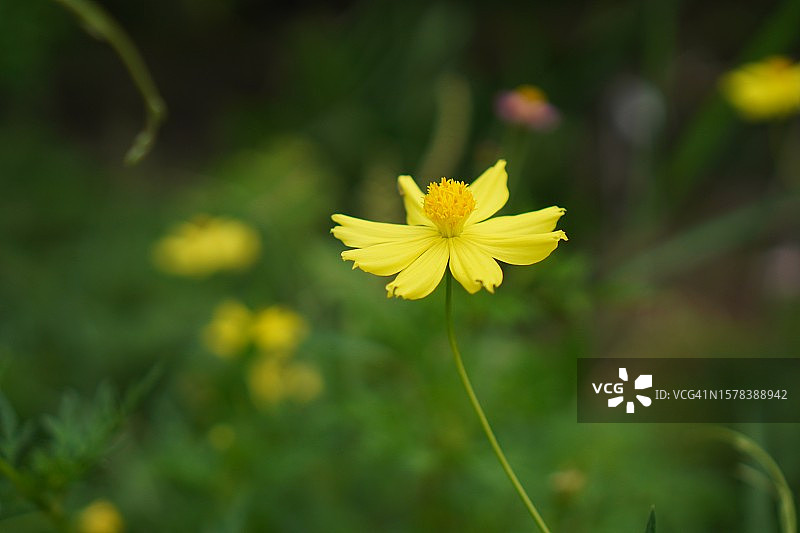 黄色花，硫磺宇宙，墨西哥紫菀花盛开美丽的春天在花园里，模糊的自然背景图片素材