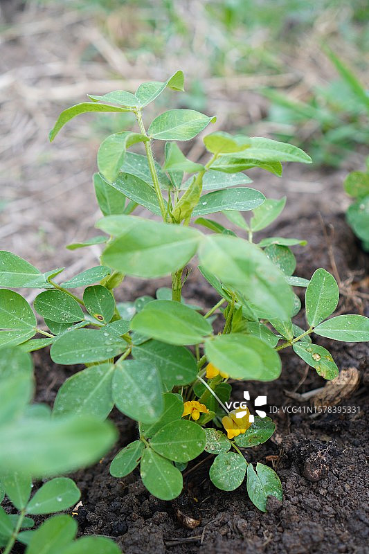 花园自然背景下的黄色落花生树图片素材