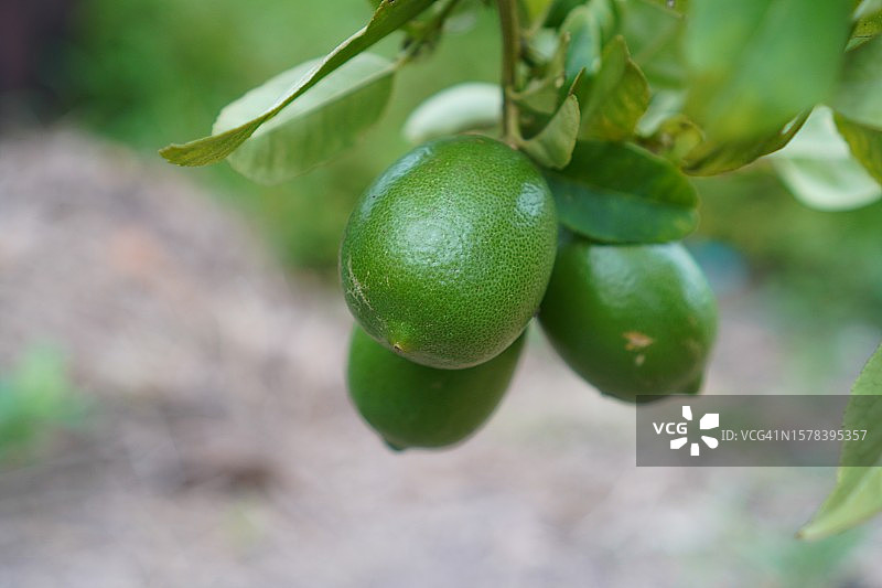 树上的柠檬，模糊的自然背景，酸味水果青柠图片素材