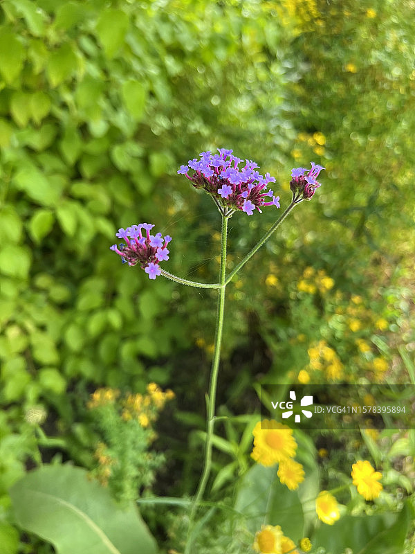 盛开的紫 Verbena bonariensis 植物特写图片素材