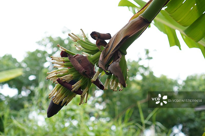 可食用紫色香蕉花图片素材