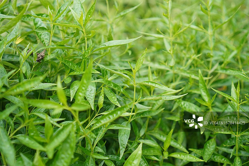 穿心莲，泰国草药，缓解喉咙痛，退烧，绿色蔬菜可预防新冠图片素材