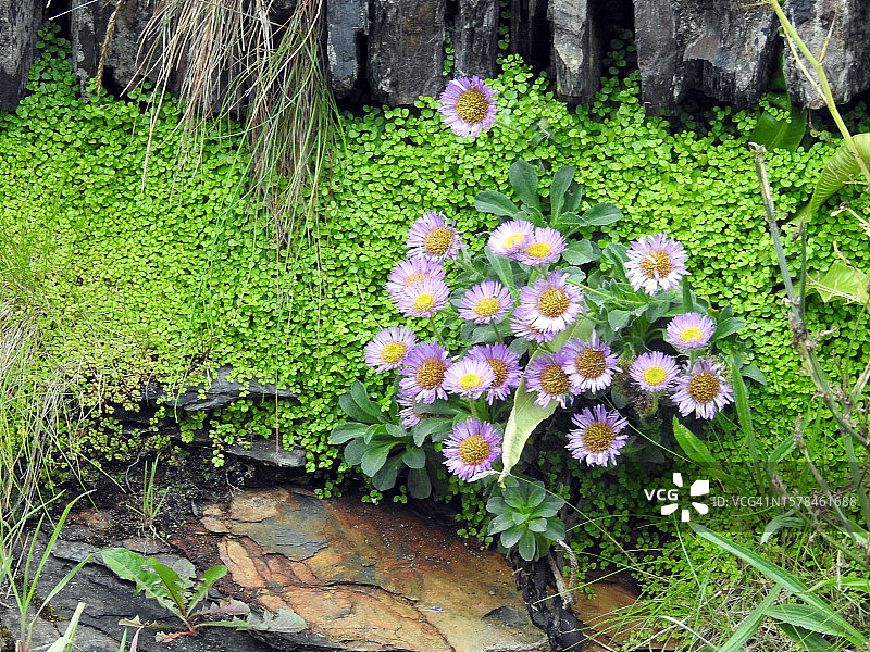 初夏的博斯卡斯尔村图片素材