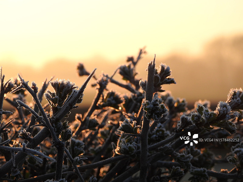 英格兰冬季结霜的黎明树篱图片素材