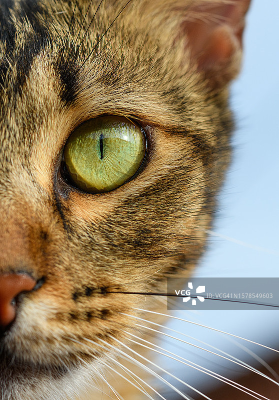 猫眼睛的特写图片素材