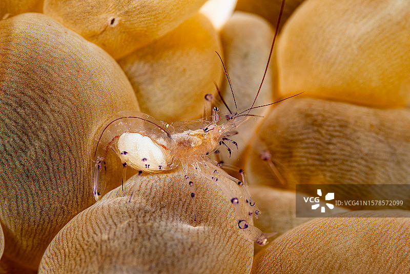 印度尼西亚特里同湾泡泡珊瑚上的菲律宾泡泡珊瑚虾图片素材