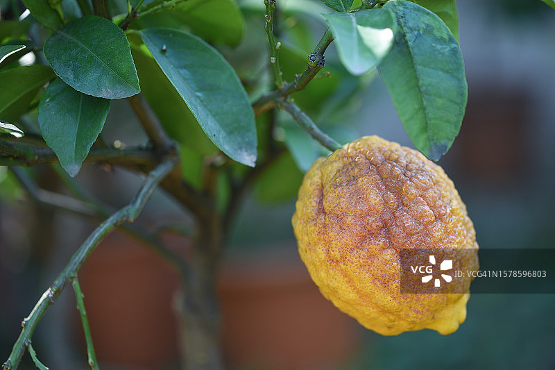 粗皮柠檬图片素材