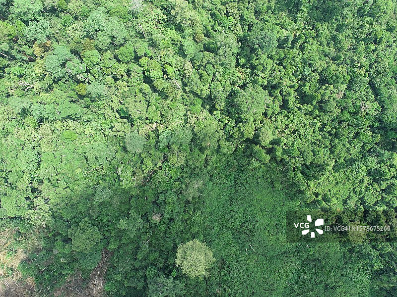 森林中的树木全景图片素材