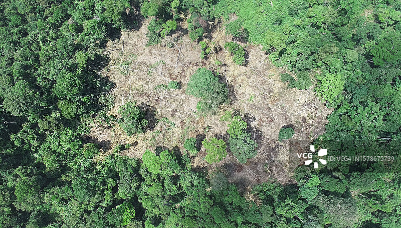 田野上生长的树木高角度景观图片素材