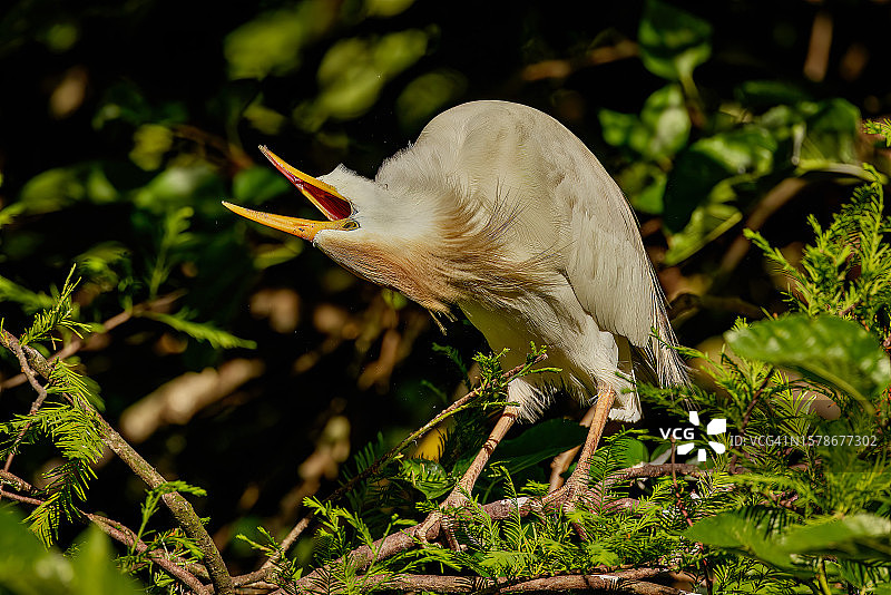 牛背鹭栖息在植物上的特写图片素材