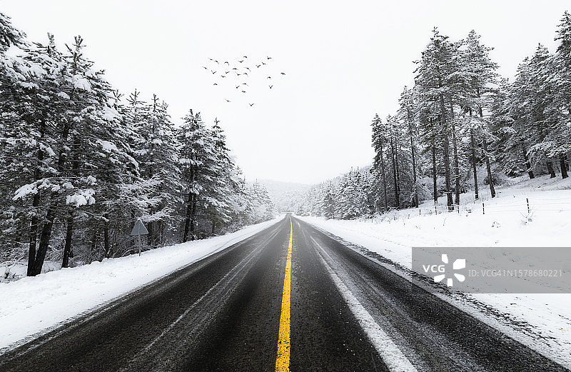 冬季树林中的空旷道路景色图片素材