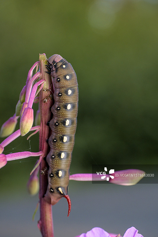 昆虫在植物上的特写图片素材