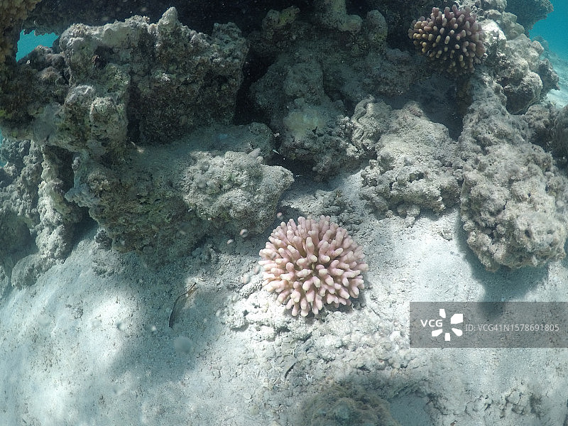 海洋珊瑚的航拍景观图片素材