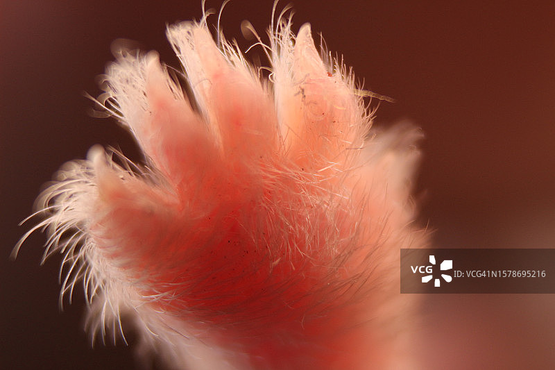 黑色背景下的羽毛特写，中国台湾图片素材