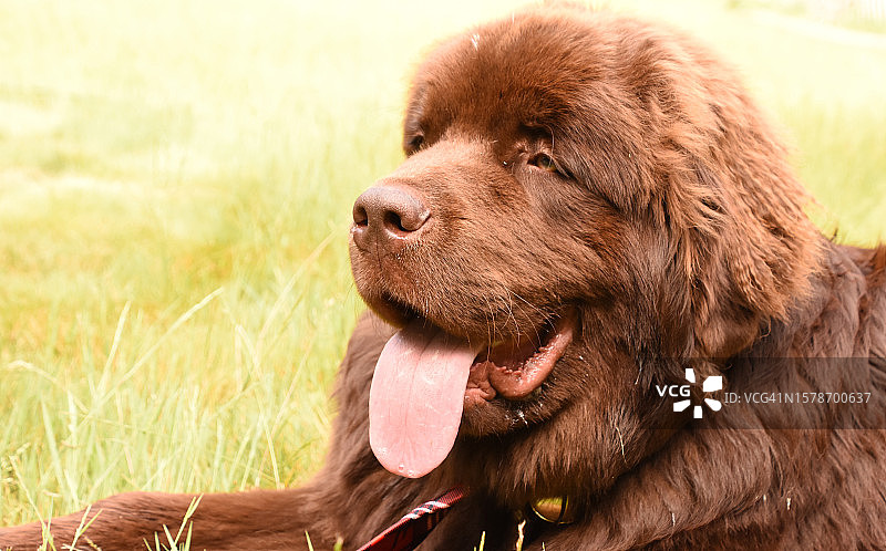 狗望向远方特写，美国图片素材