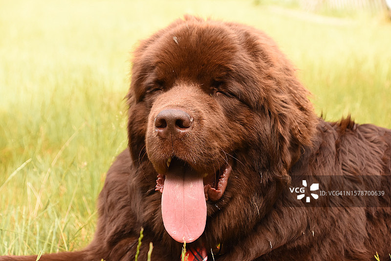 美国，田野上的狗狗的特写图片素材