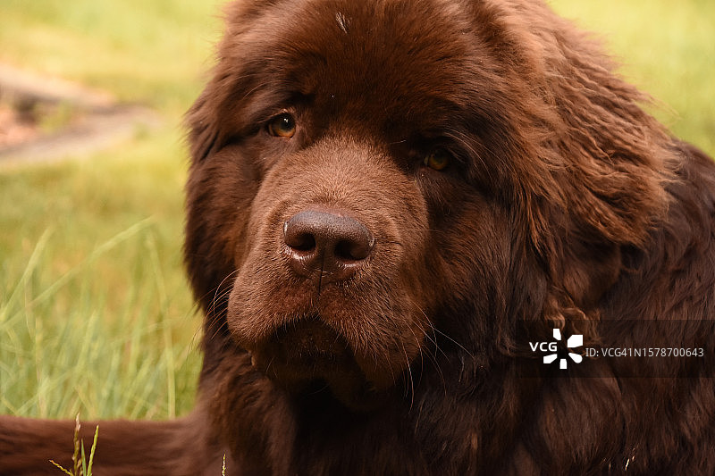 狗在田野里的特写，美国图片素材