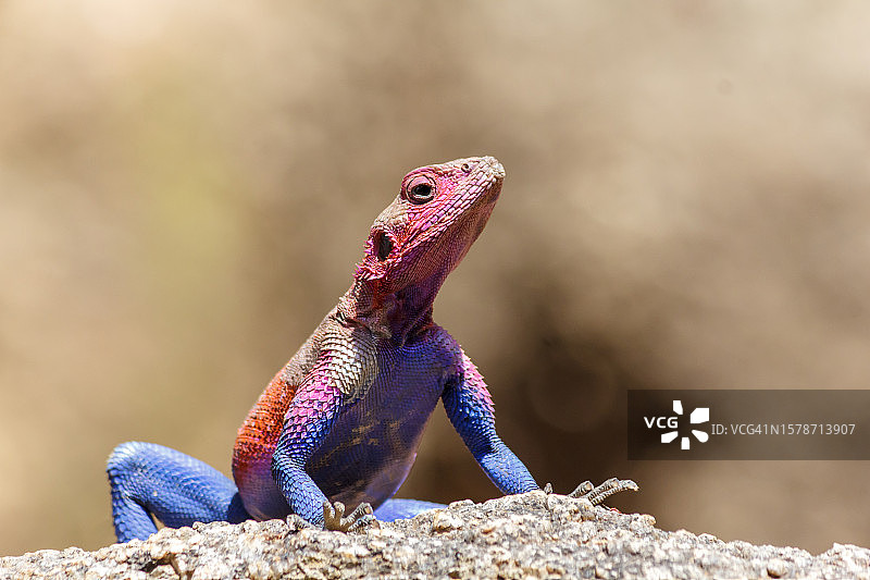鬣蜥在岩石上的特写图片素材