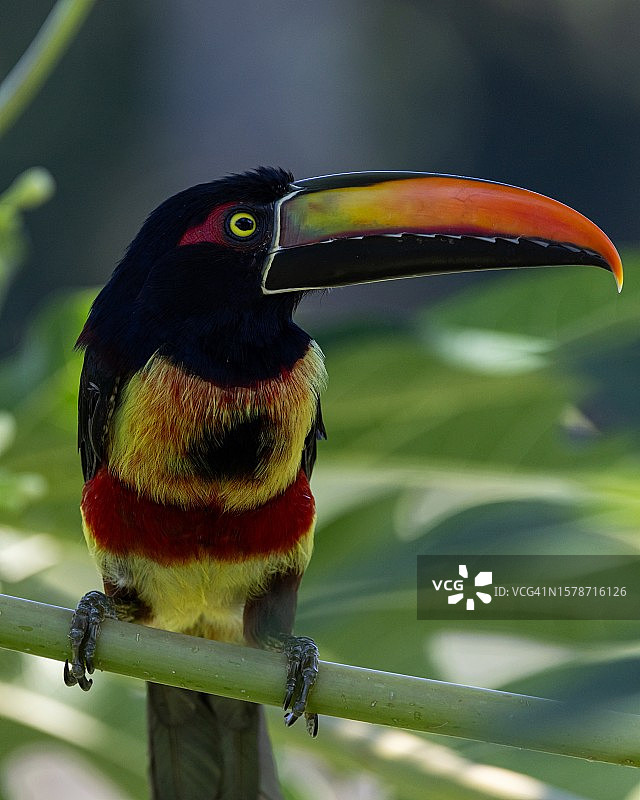 哥斯达黎加树枝上栖息的巨嘴鸟特写图片素材